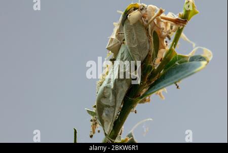 Box tree moth caterpillar cocoon seen on top of a small box shoot. Stock Photo