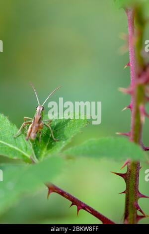 Meadow grasshopper, Chorthippus parallelus, perched on the leaf of a bramble, Rubus fruticosus, plant. Worcestershire, England, U.K. Stock Photo