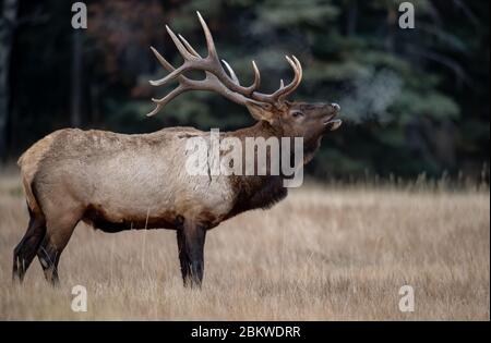 Elk in Banff National Park Canada Stock Photo