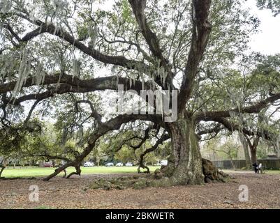 300 year old southern live oak known as 