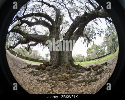 300 year old southern live oak known as 