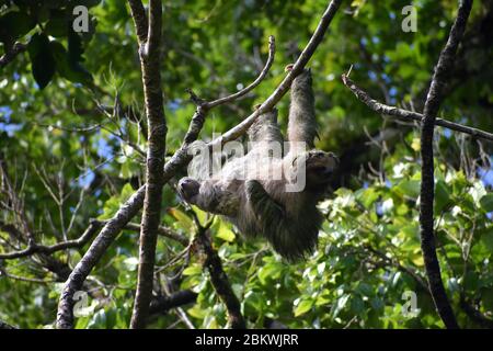 A baby two-toed sloth with her mother in Tenorìo Volcano National Park, Costa Rica Stock Photo
