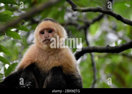 A capuchin spotted in Tenorìo Volcano National Park, Costa Rica Stock Photo