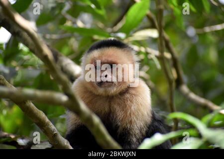 A capuchin spotted in Tenorìo Volcano National Park, Costa Rica Stock Photo