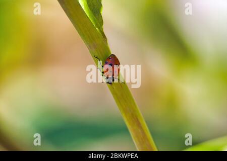 Isolated red and black spotted ladybug crawling on a strand of grass. Stock Photo