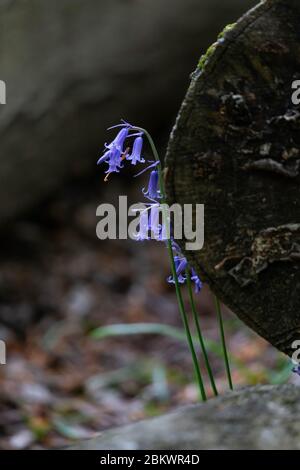 Single cluster of English Bluebells next to a fallen tree trunk Stock Photo