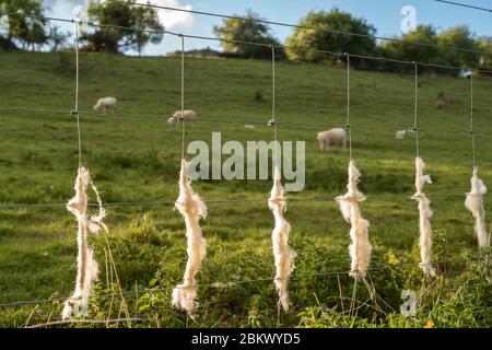 Discarded wool shed on stock fencing by Easycare sheep - a wool-shedding breed whose fleece removes itself and avoids sheep shearing during Coronaviru Stock Photo