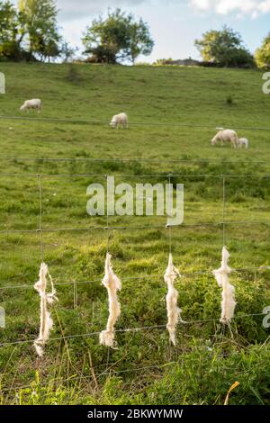 Discarded wool shed on stock fencing by Easycare sheep - a wool-shedding breed whose fleece removes itself and avoids sheep shearing during Coronaviru Stock Photo