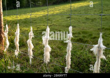 Discarded wool shed on stock fencing by Easycare sheep - a wool-shedding breed whose fleece removes itself and avoids sheep shearing during Coronaviru Stock Photo