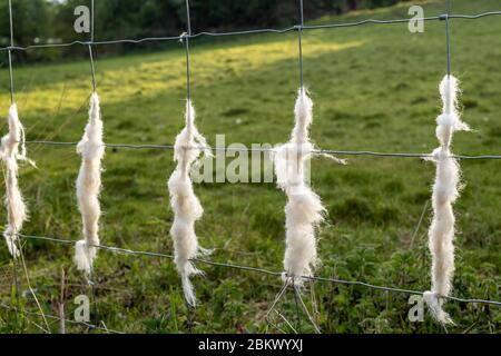 Discarded wool shed on stock fencing by Easycare sheep - a wool-shedding breed whose fleece removes itself and avoids sheep shearing during Coronaviru Stock Photo