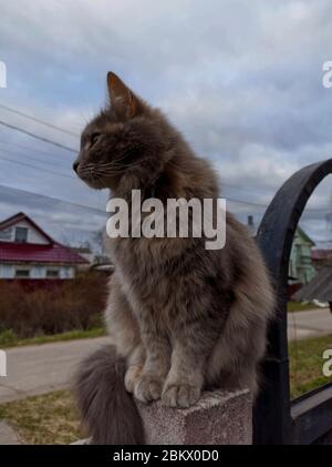 A purebred cat sits on a bench in a country house, fluffy pet, cat's eyes, freedom for the animal, banner, close up, copy space, mammal. Stock Photo