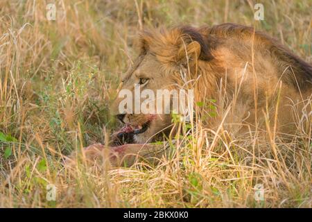 Lion, Pantera Leo, Kidepo Valley National Park, Uganda Stock Photo