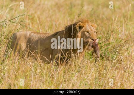 Lion, Pantera Leo, Kidepo Valley National Park, Uganda Stock Photo