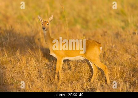 Oribi antelope, Ourebia ourebi, Kidepo Valley National Park, Uganda Stock Photo