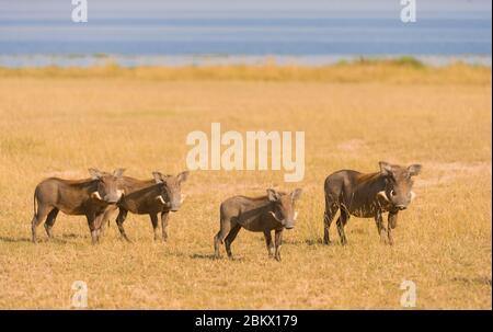 Common warthog, Phacochoerus africanus, Murchison Falls national park, Uganda Stock Photo
