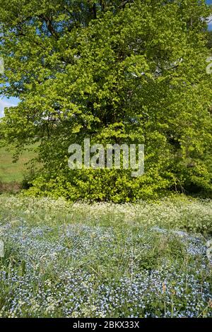 Cow Parsley - Anthriscus sylvestris, and Forget Me Not Myotis blooming in springtime and Lime Tree - Tilia - broadleaf deciduous tree in full leaf, UK Stock Photo