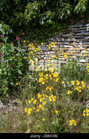 Ivy climbing shrub, Verbena and daisy type wildflowers growing on a verge by a Cotswold dry stone wall in Springtime in The Cotswolds, UK Stock Photo
