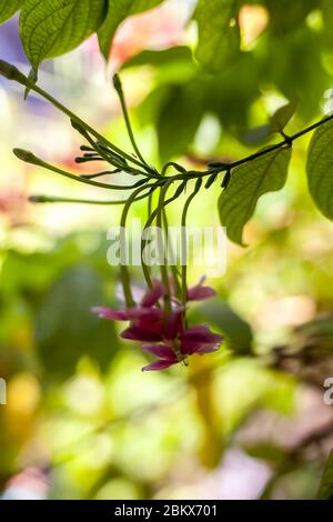 Shot of fresh flowers of Chinese honeysuckle or Rangoon creeper or Madhumalti with blurred background. Stock Photo