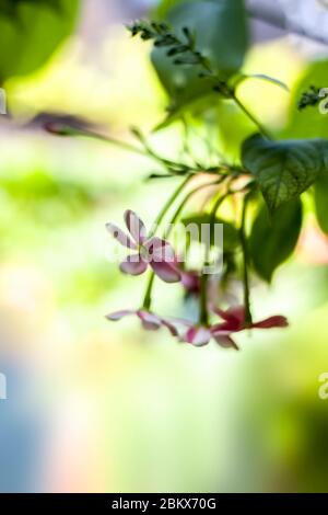 Shot of fresh flowers of Chinese honeysuckle or Rangoon creeper or Madhumalti with blurred background. Stock Photo