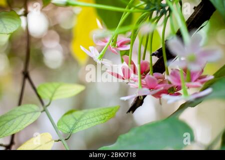 Shot of fresh flowers of Chinese honeysuckle or Rangoon creeper or Madhumalti with blurred background. Stock Photo