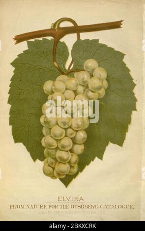 Illustrated descriptive catalogue of American grape-vines