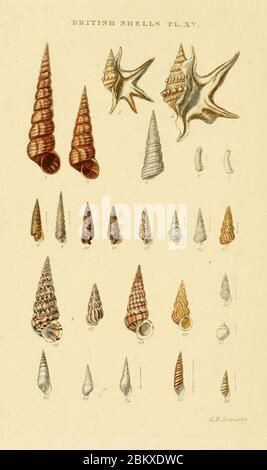 Illustrated Index of British Shells Plate 15. Stock Photo