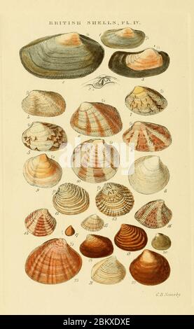 Illustrated Index of British Shells Plate 04. Stock Photo