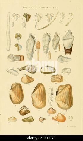 Illustrated Index of British Shells Plate 01. Stock Photo