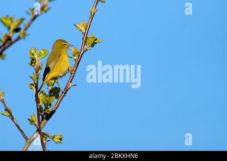 Orange-crowned Warbler (Oreothlypis celata), EE Wilson Wildlife Area, Oregon Stock Photo