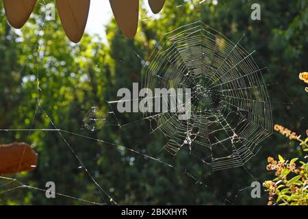 Spider web in warm afternoon sunlight on the Rio Grande Valley in New Mexico. Stock Photo