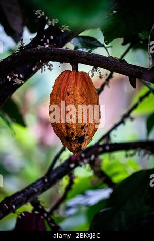 Yellow cacao fruit hanging on a tree in nature Stock Photo