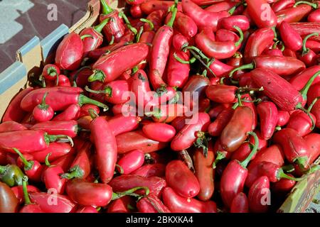 View from above of a crate of red Jalapeno Peppers in a  crate for sale in Mexico market Stock Photo