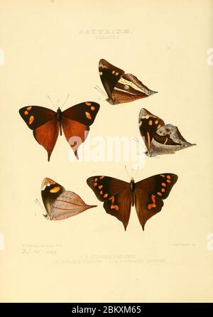 Illustrations of new species of exotic butterflies Corades. Stock Photo