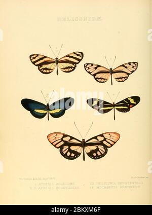 Illustrations of new species of exotic butterflies Stock Photo