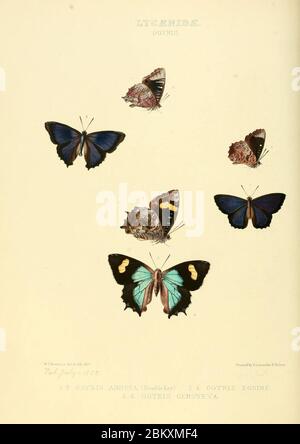 Illustrations of new species of exotic butterflies Ogyris. Stock Photo