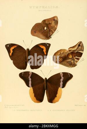 Illustrations of new species of exotic butterflies Opsiphanes. Stock Photo