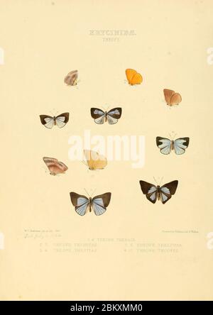 Illustrations of new species of exotic butterflies Theope. Stock Photo