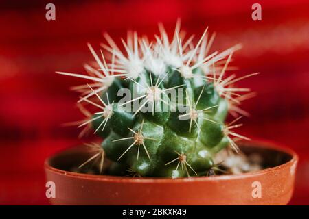 Mexican cactus in the pot, plant in Mexico mexican culture Stock Photo