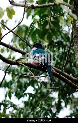 Cuban Trogon Portrait from low angle from behind Stock Photo