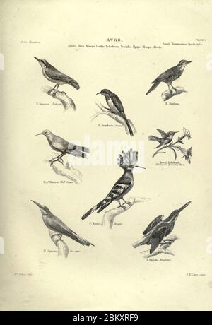 Illustrations of zoology (Plate 27) (6053336862). Stock Photo