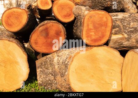 Tree texture cut wood pattern inside tree trunk. Stock Photo