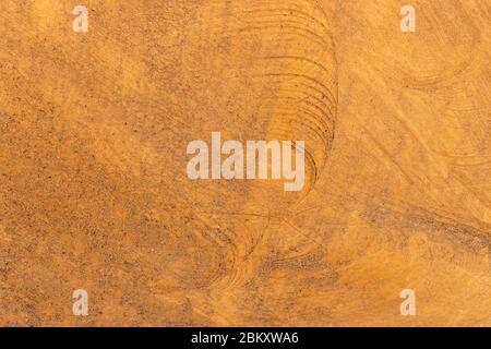 Tree trunk after being cut. Wood texture and background. Gangue backdrop. Stock Photo