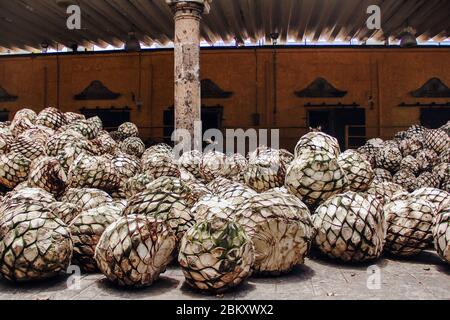 Tequila Agave in distillery waiting for processing, tequila factory Jalisco Mexico Stock Photo