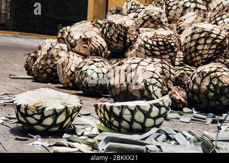 Tequila Agave in distillery waiting for processing, tequila factory Jalisco Mexico Stock Photo