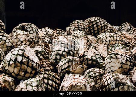 Tequila Agave in distillery waiting for processing, tequila factory Jalisco Mexico Stock Photo