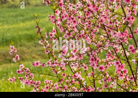 Beautiful peach tree flowers on green background. Stock Photo