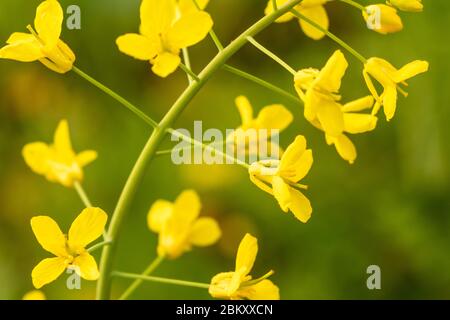 Yellow flowers, Mustard plant yellow flower close up on blurry background Stock Photo