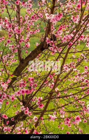 Beautiful peach tree flowers on green background. Stock Photo