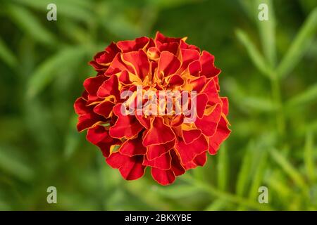 Beautiful red marigold flower on blur green background Stock Photo