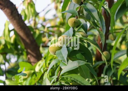Green peach hanging on the branch with green leaves in a garden Stock Photo